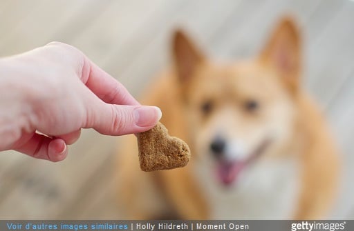 croquette coeur et chien