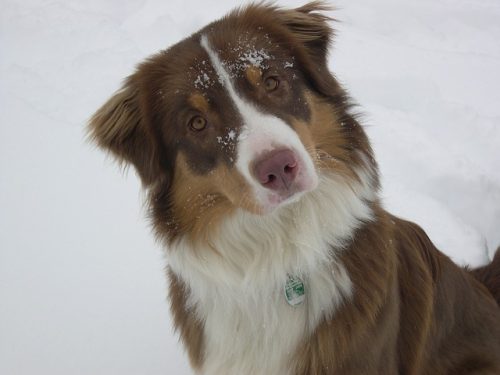 L’histoire des chiens de traîneau