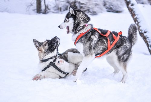 L’histoire des chiens de traîneau